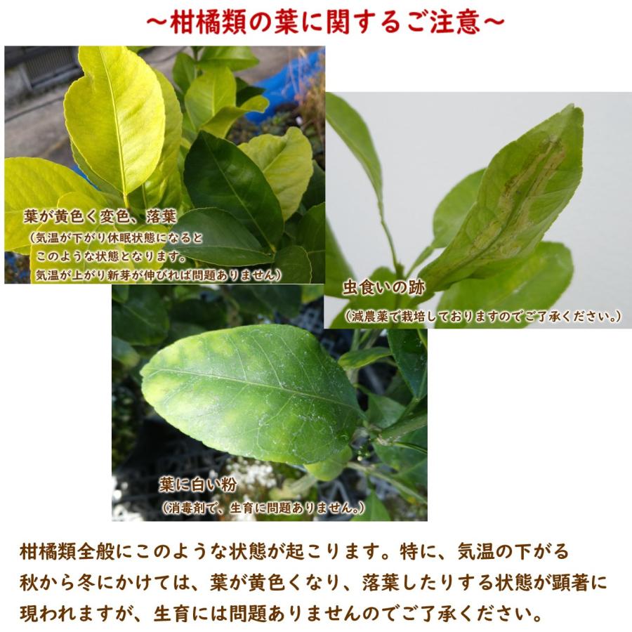 マイヤーレモン 接木2年生苗 15cmポット 樹高約60cm 柑橘苗 果樹苗
