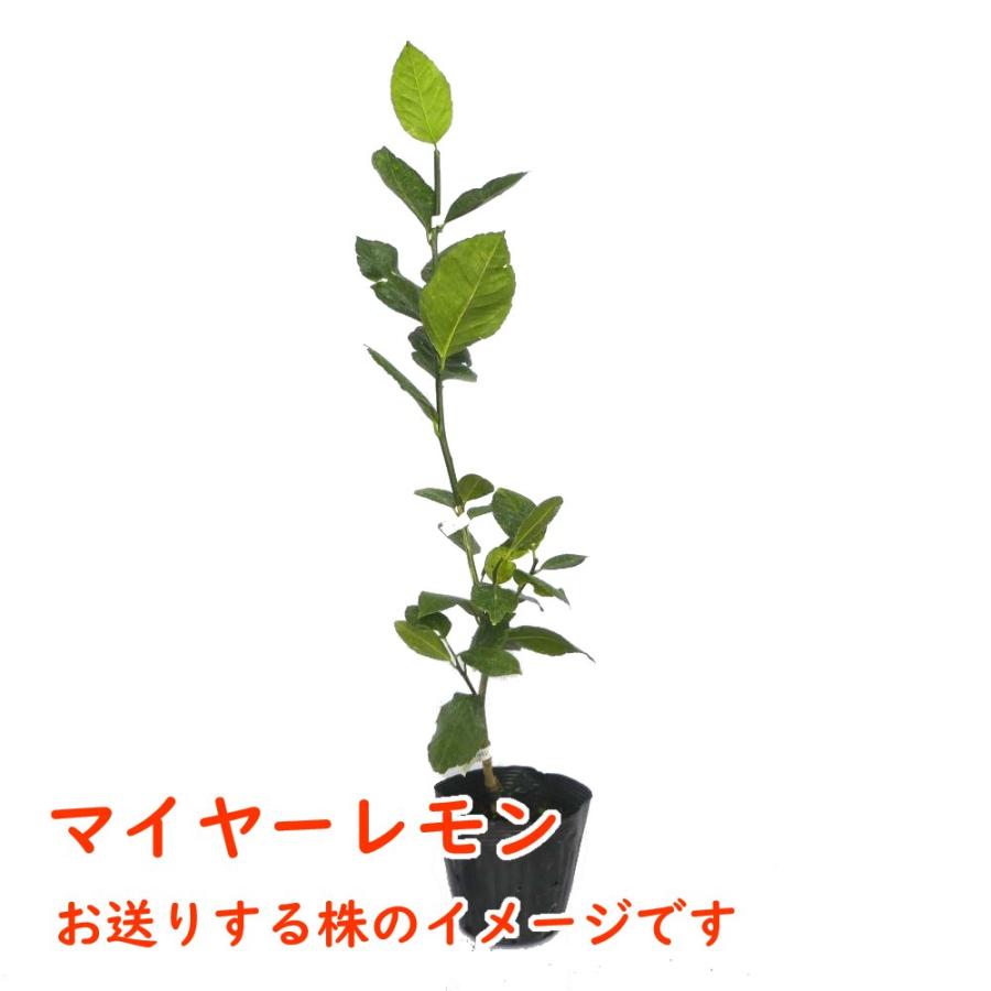 マイヤーレモン 接木2年生苗 15cmポット 樹高約60cm 柑橘苗 果樹苗