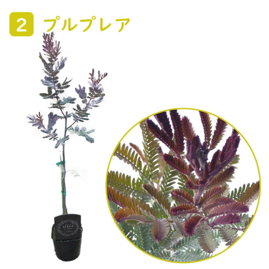 ミモザアカシア 9cmポット 苗 苗木 樹高約30cm プルプレア 三角 ミモザアカシア 9cmポット 苗 苗木 樹高約30cm プルプレア 三角