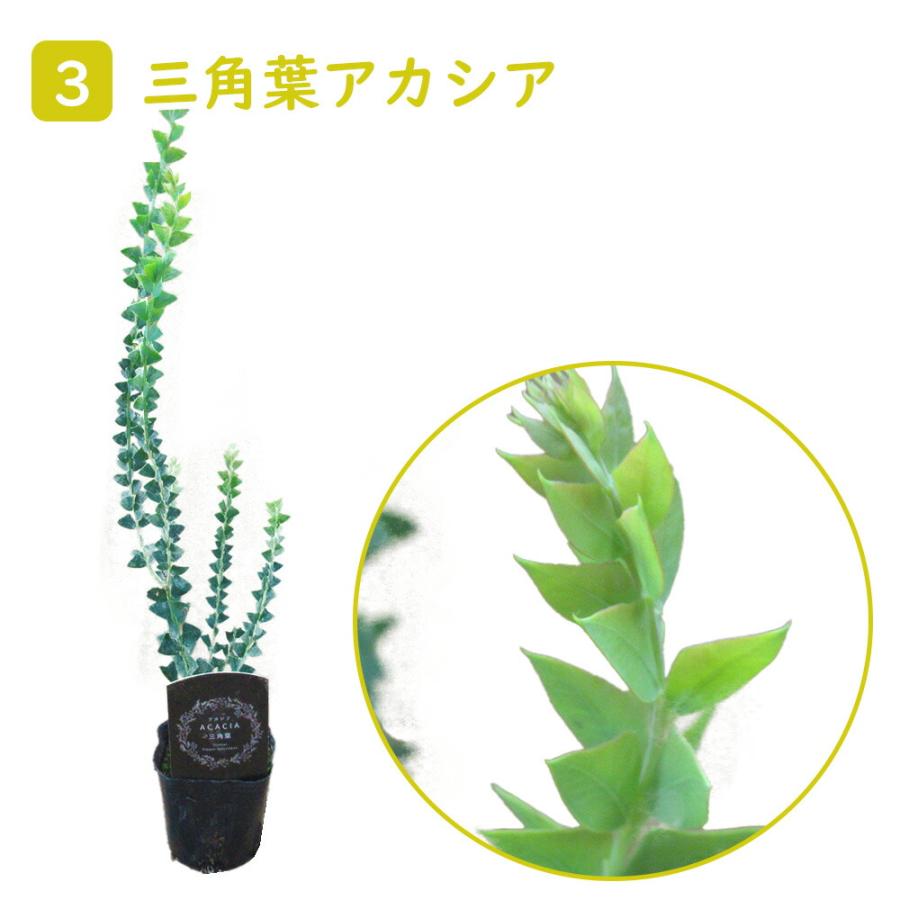 大きめ　パールアカシア　ポット苗f　ミモザ　苗木　庭木 大きめ パールアカシア ポット苗f ミモザ 苗木 庭木ファ