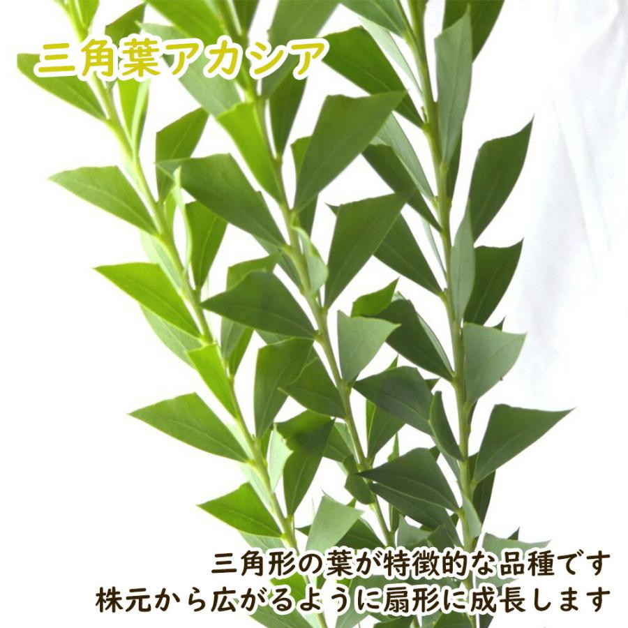 ミモザアカシア 9cmポット 苗 苗木 樹高約30cm プルプレア 三角 ミモザアカシア 9cmポット 苗 苗木 樹高約30cm プルプレア 三角