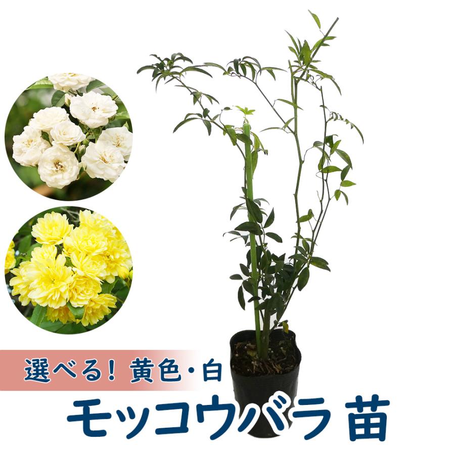 モッコウバラ 苗 苗木 9cmポット 樹高約30cm 黄色 白 木香茨 木香薔薇 庭木 生垣（Yahoo!・富士園芸Yahoo!ショッピング店）