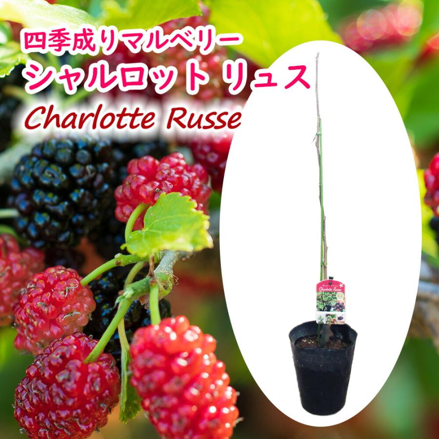 マルベリー シャルロット リュス 苗 苗木 6号鉢 樹高約60cm 四季成り