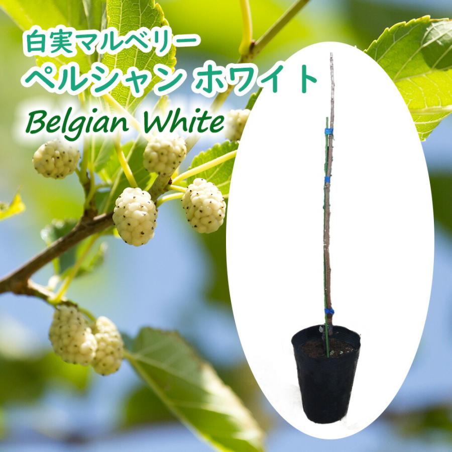 マルベリー ペルシャンホワイト 苗 苗木 6号鉢 樹高約60cm 白実（Yahoo!・富士園芸Yahoo!ショッピング店）