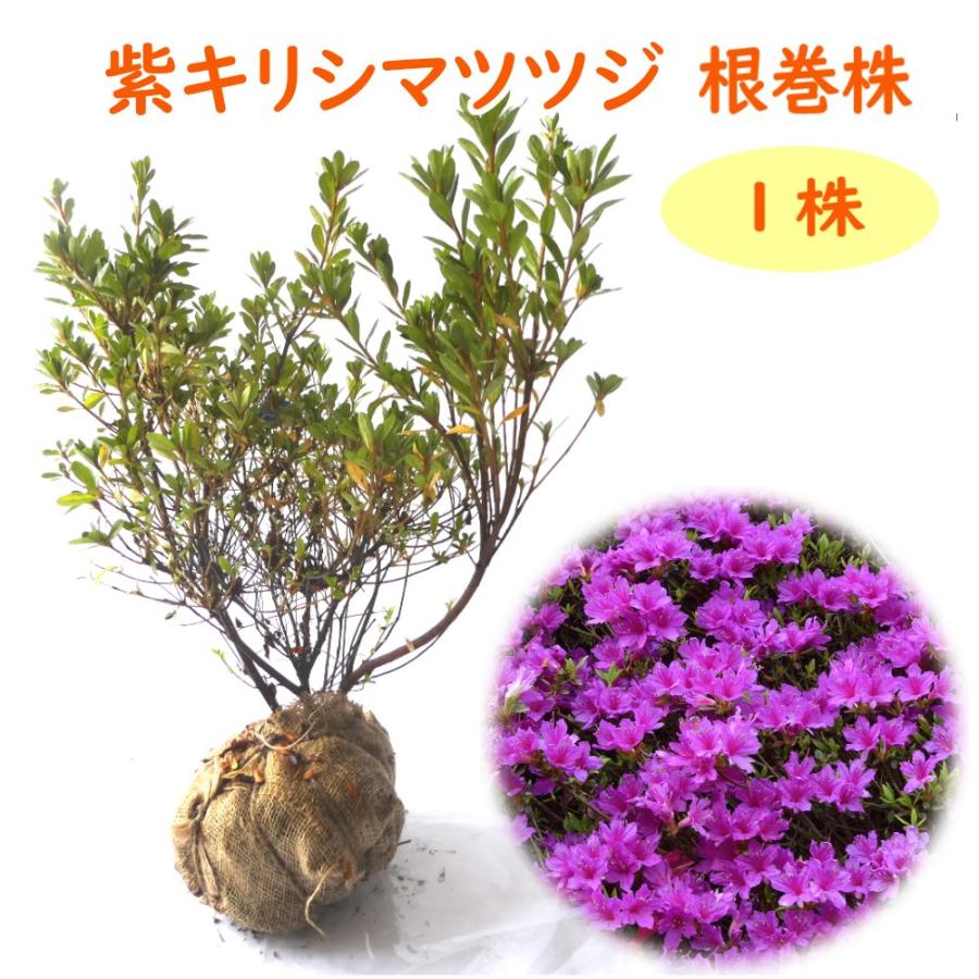 紫キリシマツツジ 根巻株 1株 樹高約20cm 紫霧島 ムラサキキリシマ : 富士園芸Yahoo!ショッピング店 - 通販 - Yahoo ...