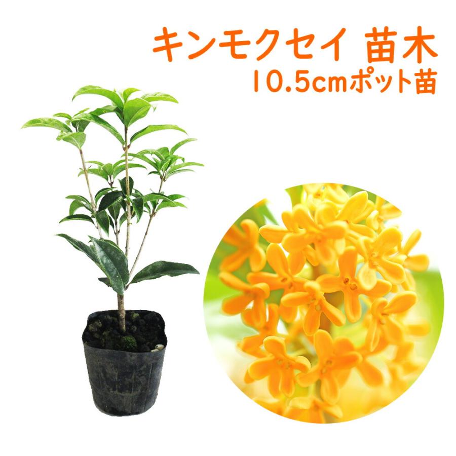 キンモクセイ 苗 苗木 10.5cmポット 樹高約20cm（Yahoo!・富士園芸Yahoo!ショッピング店）