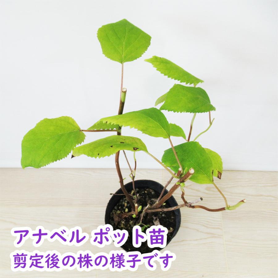 アナベル　苗 楽天市場】アメリカ紫陽花アナベル2025年開花終了苗お買い得アナベル