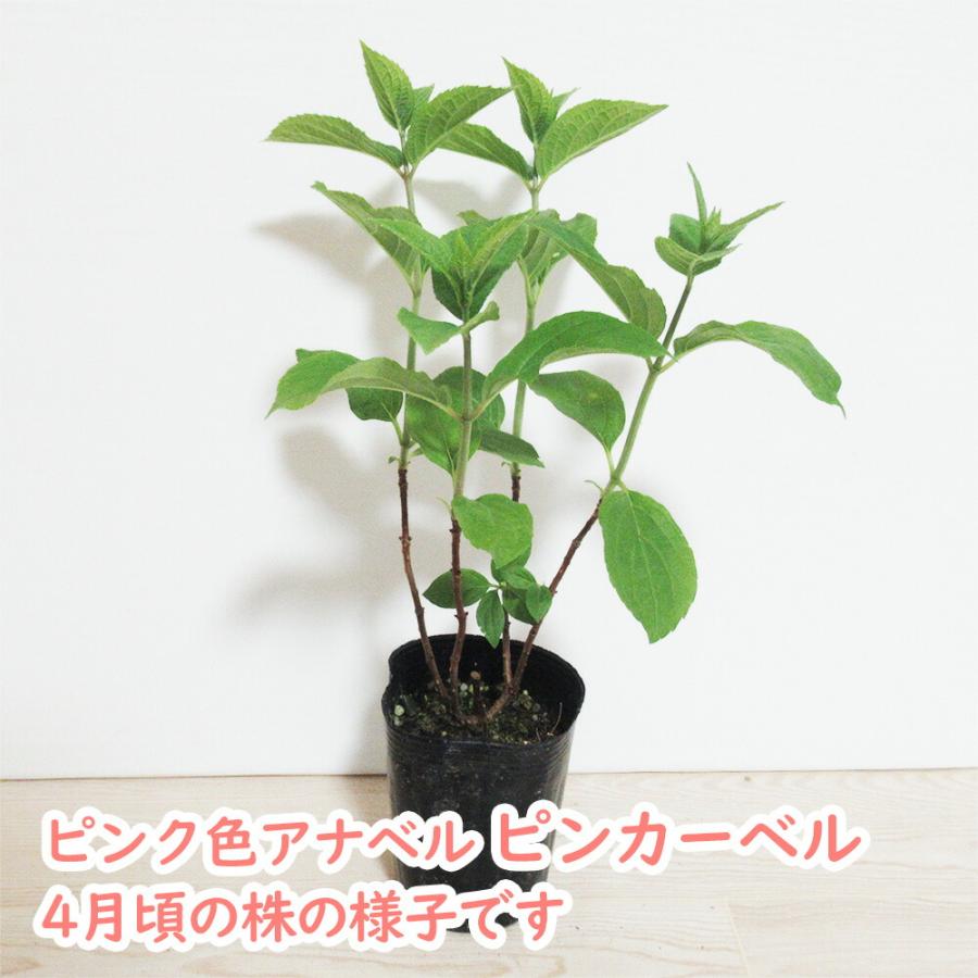 ピンクアナベル アナベル 苗 苗木 ピンカーベル 9cmポット ピンク