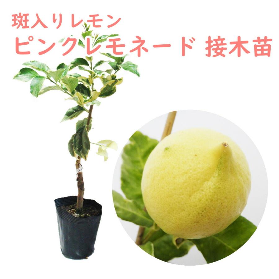 ピンクレモネード接木苗／柑橘　樹高130cm ピンク斑入りレモン　現品撮影 レモン ピンクレモネード 接木苗 15cmポット 樹高約30cm 斑入り 柑橘苗