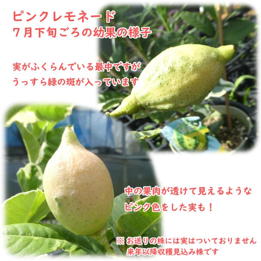 レモン ピンクレモネード 接木苗 15cmポット 樹高約50cm 斑入り