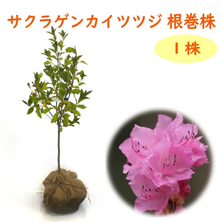 さくらげんかい サクラゲンカイツツジ 根巻株 1株 樹高約50cm 苗 苗木 サクラゲンカイ