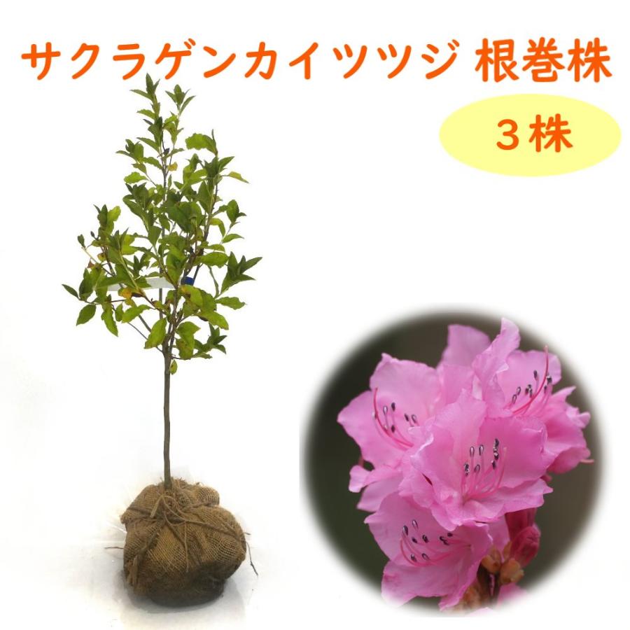 サクラゲンカイツツジ 根巻株3株 樹高約50cm 苗 苗木 サクラゲンカイ