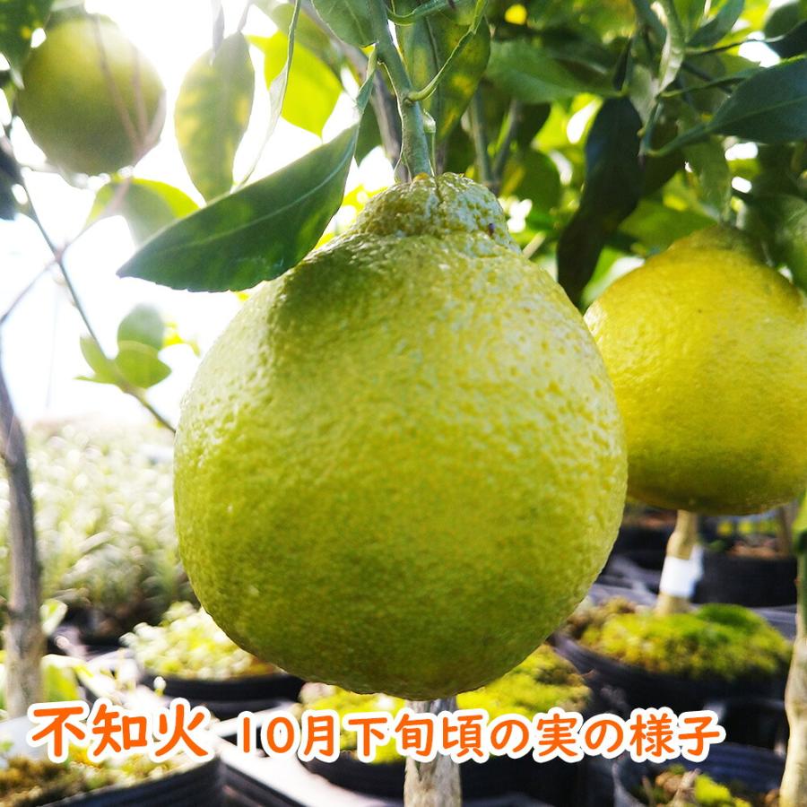 実つき 不知火 ( しらぬい ) 苗木 6号鉢 柑橘苗 果樹苗 デコポン 実の