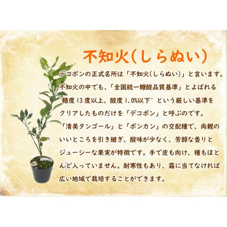 実つき 不知火 ( しらぬい ) 苗木 6号鉢 柑橘苗 果樹苗 デコポン 実の