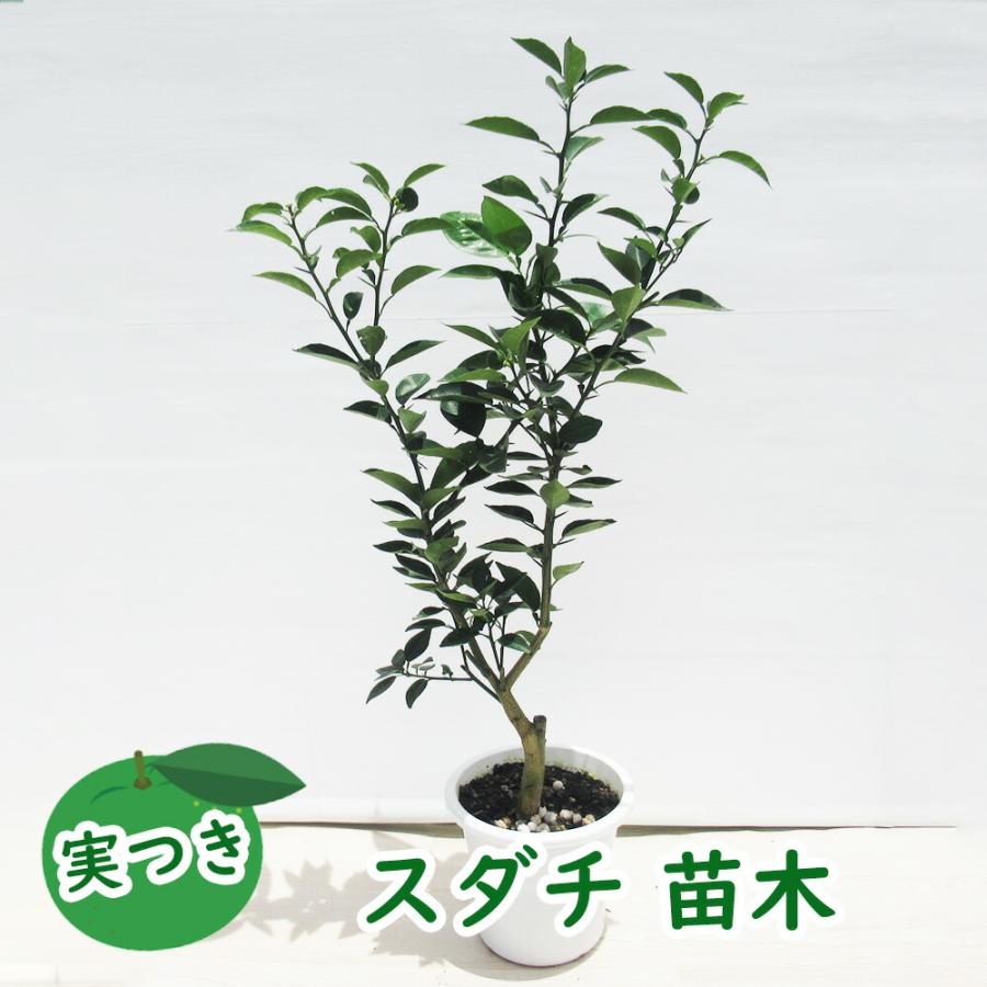 実つき すだち 接木苗 苗 苗木 5号鉢 樹高約30cm 徳島県の名産です