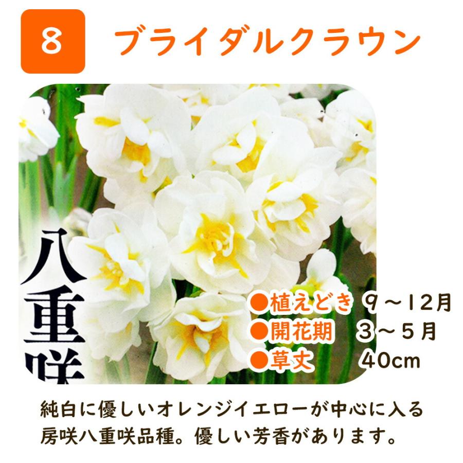 【売り尽くし10%OFF】選べる「 新花 スイセン 球根 【2球】 」水仙 雪中花｜fujiengeiya｜11