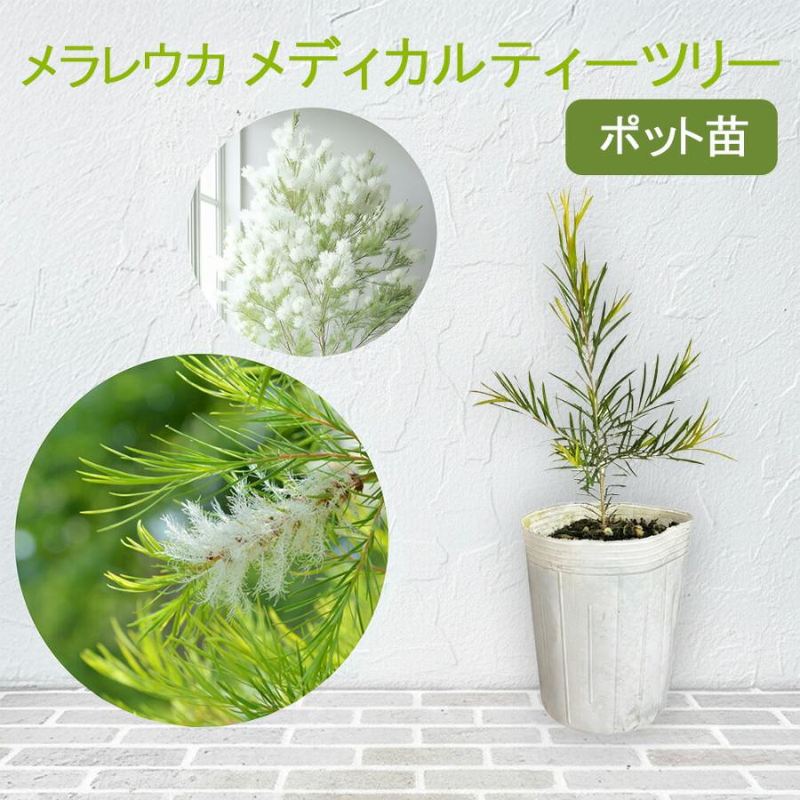 【花苗】メラレウカ　メディカルティーツリー　② 5号鉢　メルカリ便発送 メラレウカ メディカルティーツリー 5号 ※お届けに10日程度かかる場合