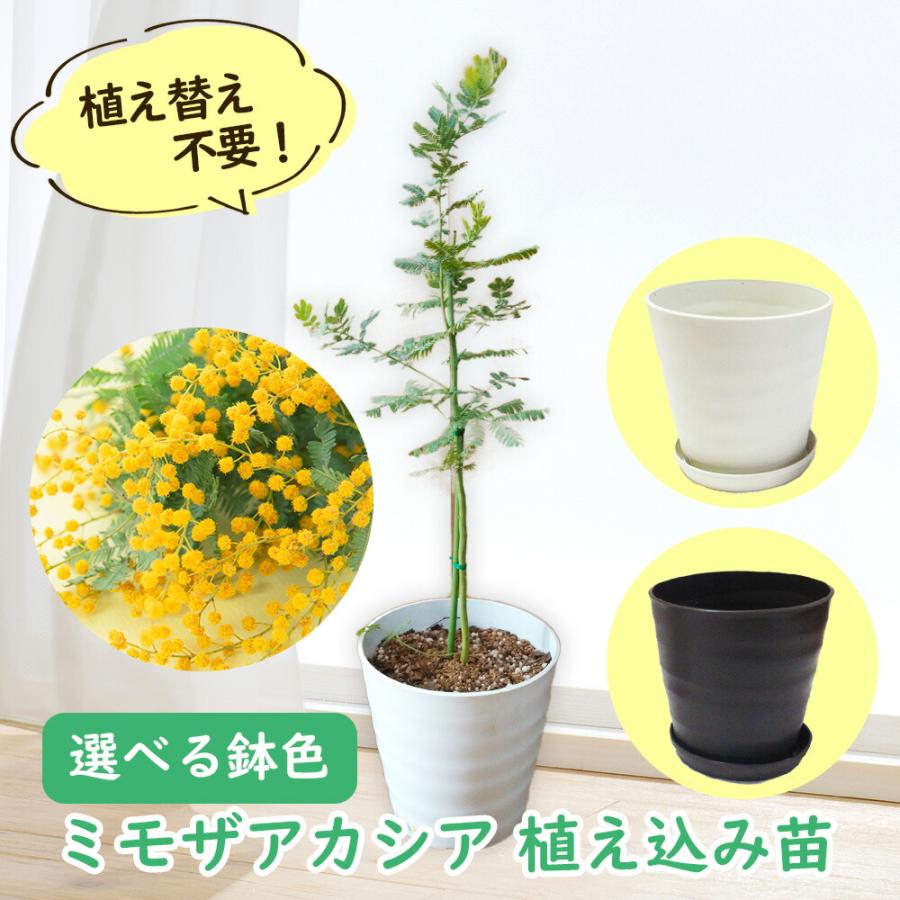 選べる鉢色 ミモザアカシア 植え込み苗６号鉢 樹高約30cm 苗 苗木 アカシア ミモザ ギンヨウアカシア 銀葉アカシア 銀葉 シルバーリーフ :  uekaefuyo-mimosa-01-copy : 富士園芸Yahoo!ショッピング店 - 通販 - Yahoo!ショッピング