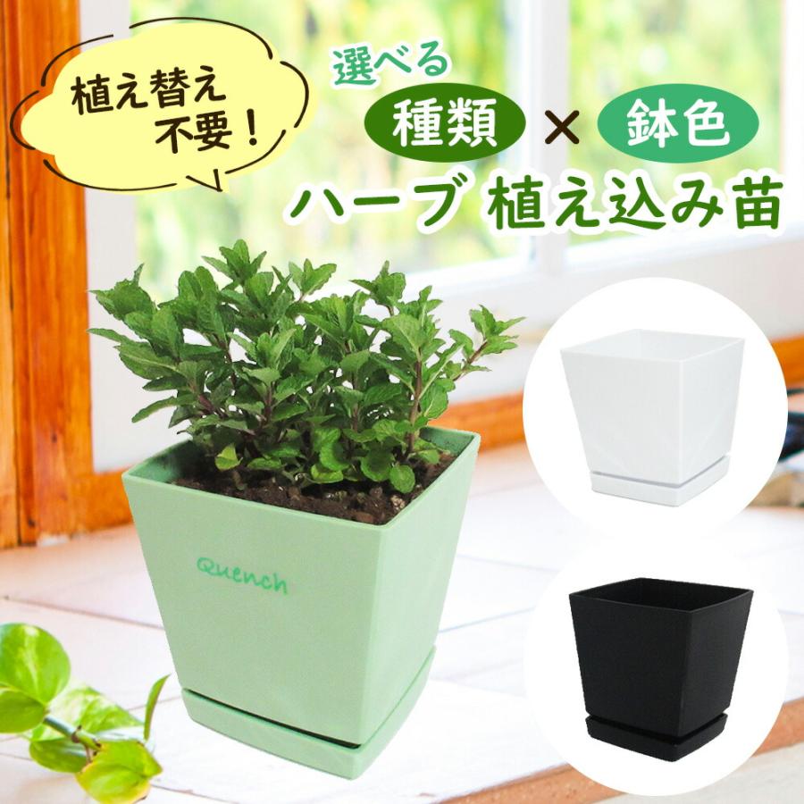 ミント 大量 約75cm 鉢植え ルーダ付き ハーブセット ハーブ 植え込み苗 植え替え不要 選べるミントの苗 種類×鉢色 5号