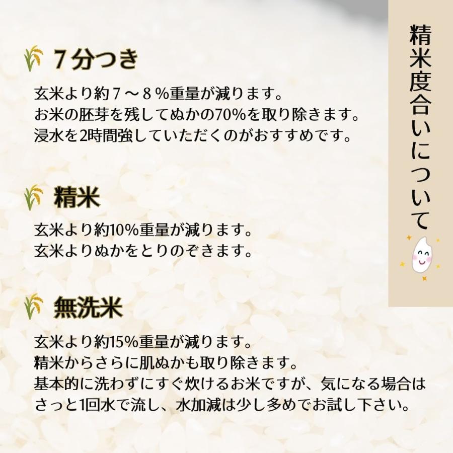 キヌヒカリ 京都丹波産キヌヒカリ 玄米10Kg 令和7年 : 藤勝商店