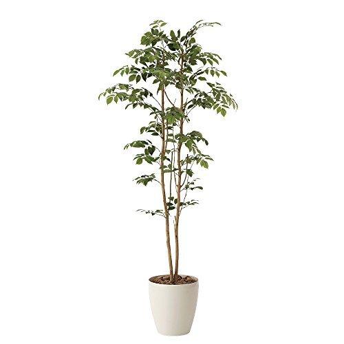 安心の定価販売 造花 観葉植物 マウンテンアッシュ 光触媒 空気清浄 インテリアグリーン 鉢植え サイズ 160cm 新版 Zoetalentsolutions Com