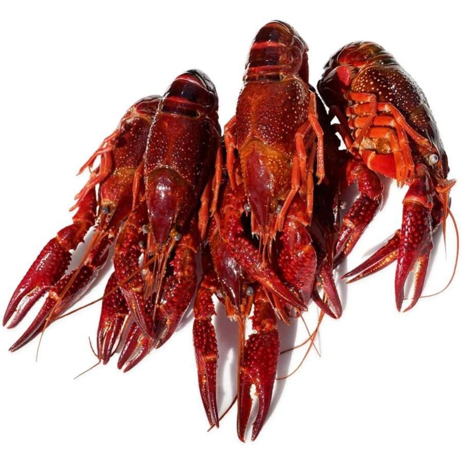 ザリガニ 食用 小龍蝦 約1 ボイルザリガニ 28 30尾 麻辣ザリガニ マーラーシャオロンシア 019 Fujikikモール 通販 Yahoo ショッピング