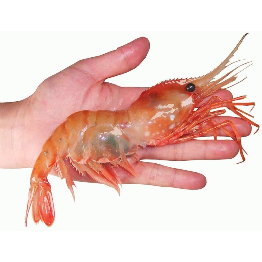 特大18cm 刺身用 子持ち ボタンエビ 生食用 ボタン海老 エビ 海老 牡丹海老 500ｇ 9尾 Fujikikモール 通販 Yahoo ショッピング