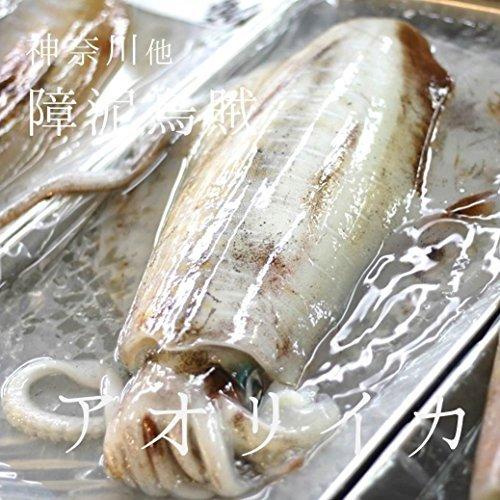 お歳暮 アオリイカ 約１キロ 神奈川 他 築地直送 鮮魚 人気満点 Www Muslimaidusa Org