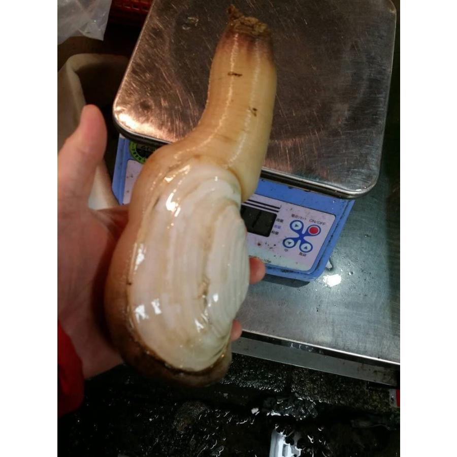 素晴らしい 愛知産 特大活け白ミル貝 他 職人の食材白ミル貝５００ｇｘ２ 国産 高級貝類 築地直送 ナミガイ 計1kg 約500g 個 X2個 貝類 Moukalaba S75 Xrea Com