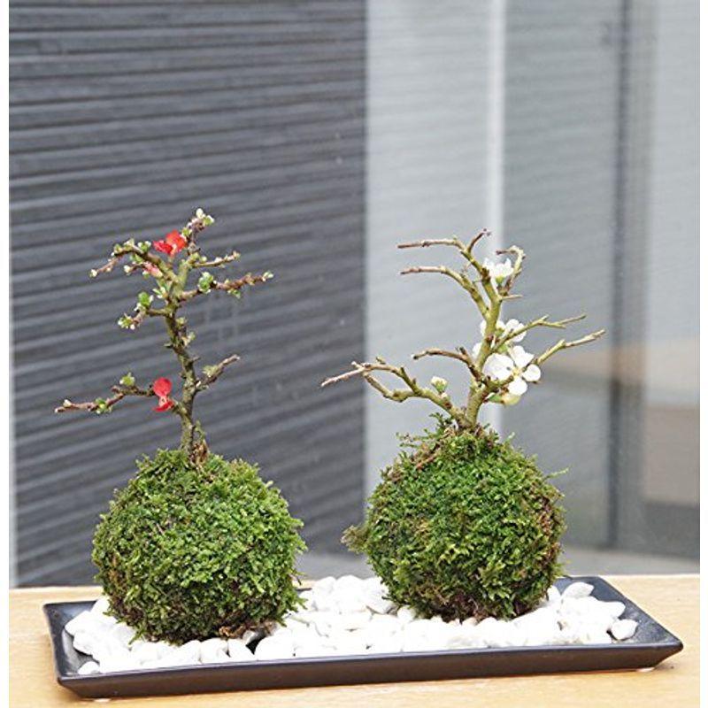オンラインストア割 現在落葉中年に数回可憐な花が楽しめます 名前も縁起がいいでしょ 紅白長寿梅 こうはくちょうじゅばい の苔玉 黒陶器下皿セット 敷石の色 白 品質保証 Ssl Daikyogo Or Jp