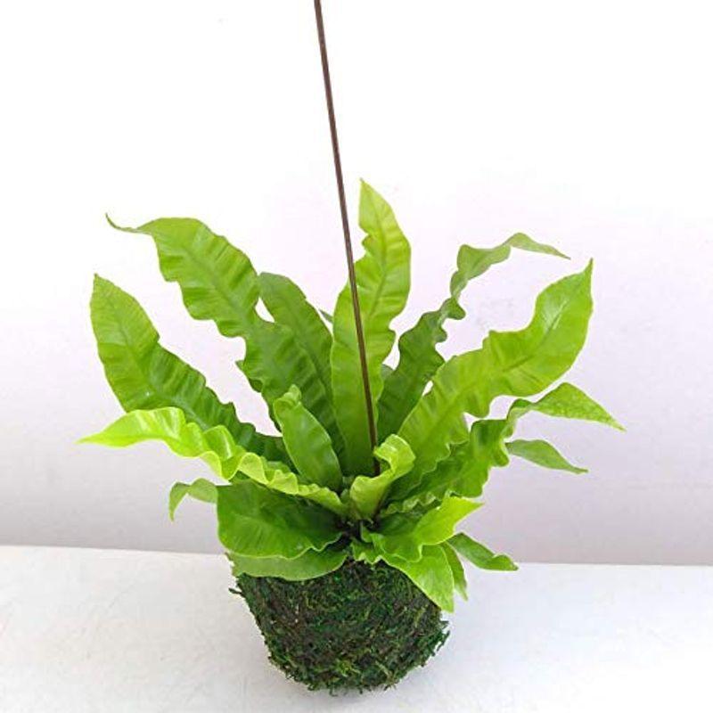 アスプレニウムタニワタリ：エメラルドウェーブ 苔玉仕立 観葉植物