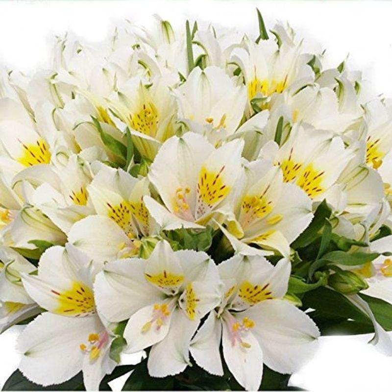 アルストロメリア 切花 一級品 70cm 花5個 蕾5個付き 10本入り 白 花束 切花 Myleet Com