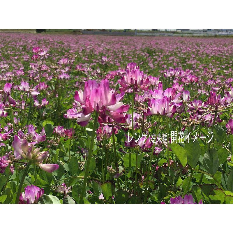 138円 定番スタイル レンゲ 種 大量たね 1袋 100g レンゲの花 レンゲの
