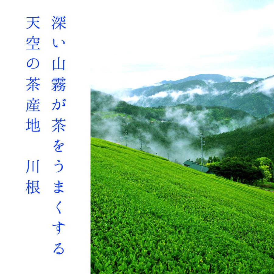 特選川根茶 100g×3袋 天空の茶産地 2025年産 静岡茶 静岡茶名産地