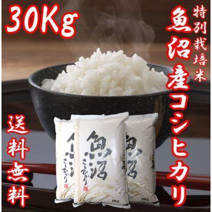 令和5年産 新米 魚沼産コシヒカリ 米 10kg 3袋 お米 30kg うまい米