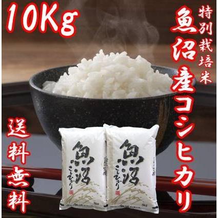 令和5年産 新米 魚沼産コシヒカリ 米 5kg 2袋 お米 10kg 白米 送料無料 うまい米 極上 Ａランク 10キロ 新潟コシヒカリ こしひかり 贈答用 ギフト 新潟県｜fujimakisanchi