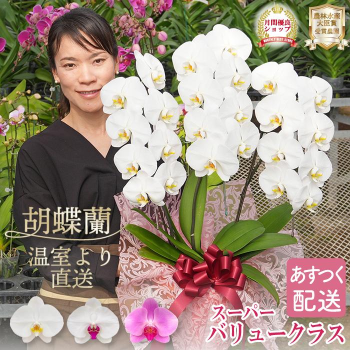 BONUS対象 胡蝶蘭 3本立ち10000円3色 27輪以上 花ギフト お祝い お供え 花ギフト お誕生日 開店祝 開業祝 新築祝 | 