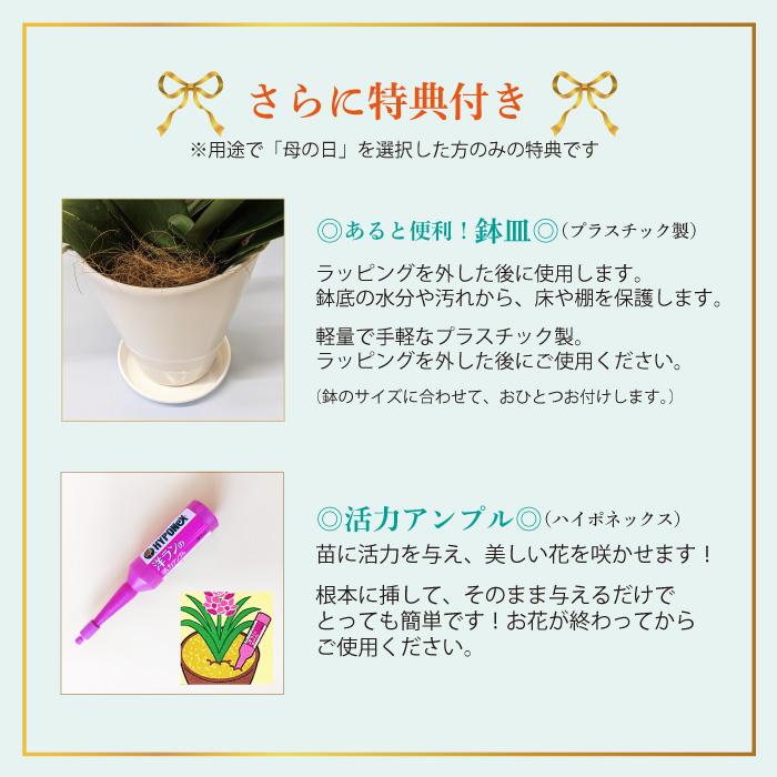 【全商品品質保証！】胡蝶蘭 お祝い お供え 3本立ち10000円 選べる5色 お祝い お供え 花ギフト お誕生日 開店祝 開業祝 新築祝｜fujimino｜25