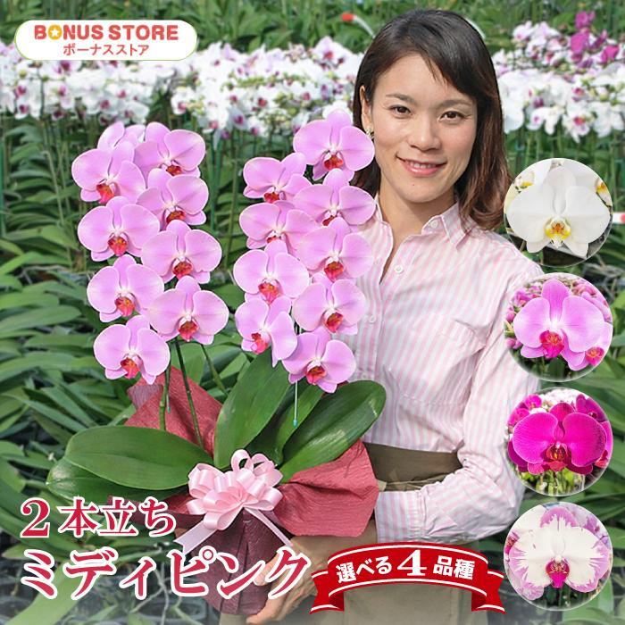 敬老の日胡蝶蘭 BONUS対象 中輪 2本立ち 選べる4色 お祝い お供え 花