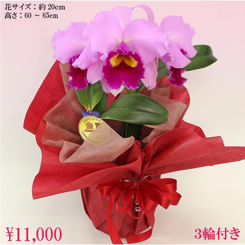 洋ランの女王 カトレア ピンク3輪 金賞タグ付き 花言葉 成熟した大人の魅力 大人の女性にぴったりの贈り物 Ctly P3r ふじみ野ラン園 通販 Yahoo ショッピング