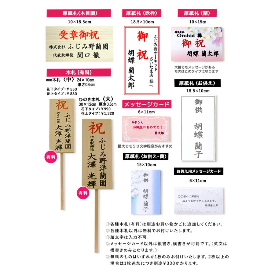 2640円 独特な 倍 ストア対象店舗 胡蝶蘭 フォーチュンザルツマン3本立ち お祝い