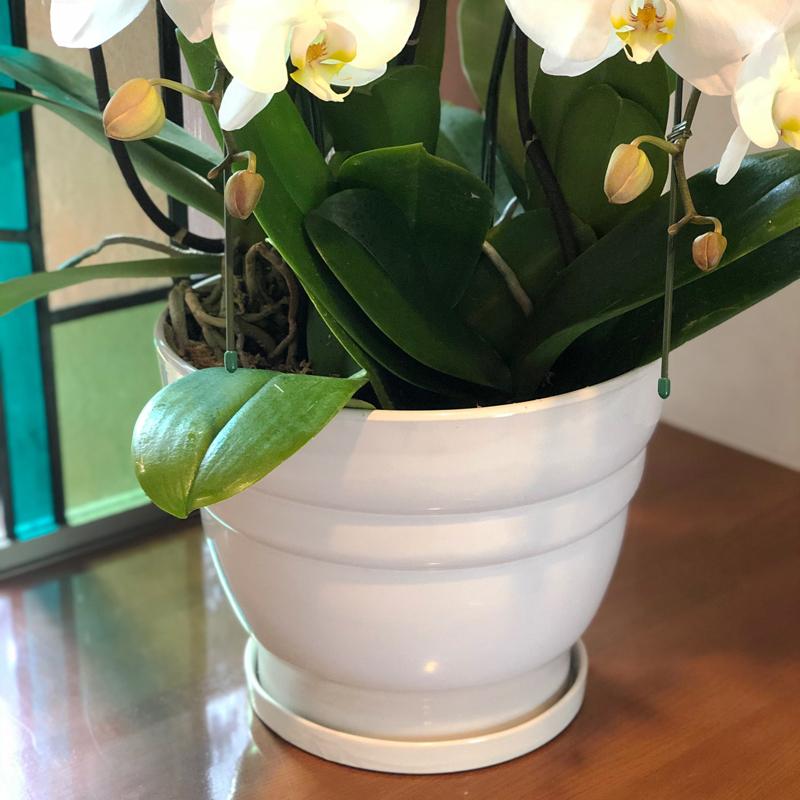 鉢皿 L 受け皿 陶器 直径21cm 高級感ある陶器製【鉢皿のみの購入不可