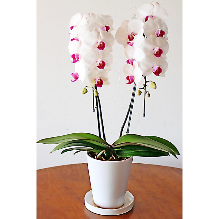 鉢皿 S 受け皿 陶器 直径15cm 高級感ある陶器製【鉢皿のみの購入不可