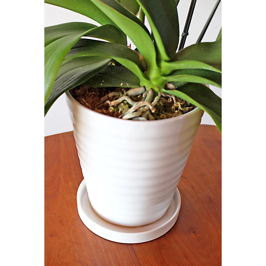 鉢皿 S 受け皿 陶器 直径15cm 高級感ある陶器製【鉢皿のみの購入不可