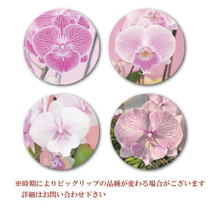 胡蝶蘭 お祝い お供え 父の日 花ギフト ビッグリップ3本立ち 品質保証 誕生日 開店祝い 御礼 プレゼント Mdmmary3f ふじみ野ラン園 通販 Yahoo ショッピング