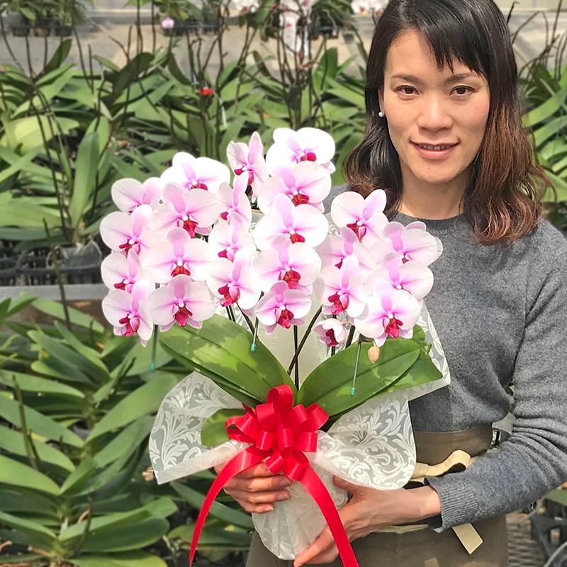 胡蝶蘭 お祝い お供え 最もお手頃価格のミディ3本立ち 選べる5種_13
