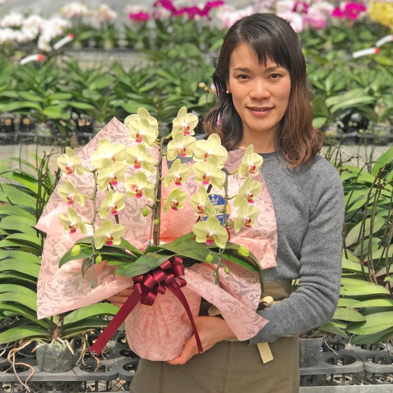 胡蝶蘭 お祝い お供え 最もお手頃価格のミディ3本立ち 選べる5種_15