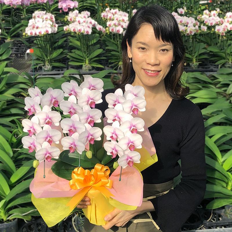 胡蝶蘭 お祝い お供え 最もお手頃価格のミディ3本立ち 選べる5種_6