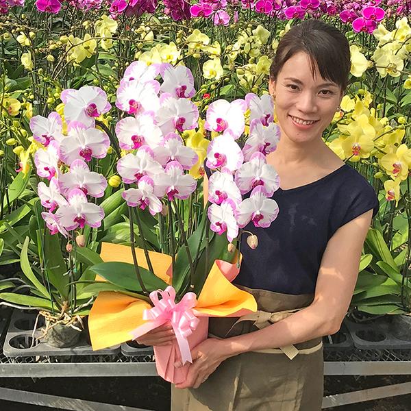 胡蝶蘭 お祝い お供え 最もお手頃価格のミディ3本立ち 選べる5種_11