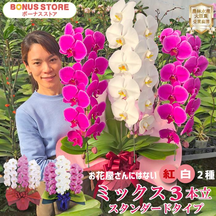 胡蝶蘭 紅白33輪以上 選挙 お祝い 縁起のいいミックス3本立ち2種 お